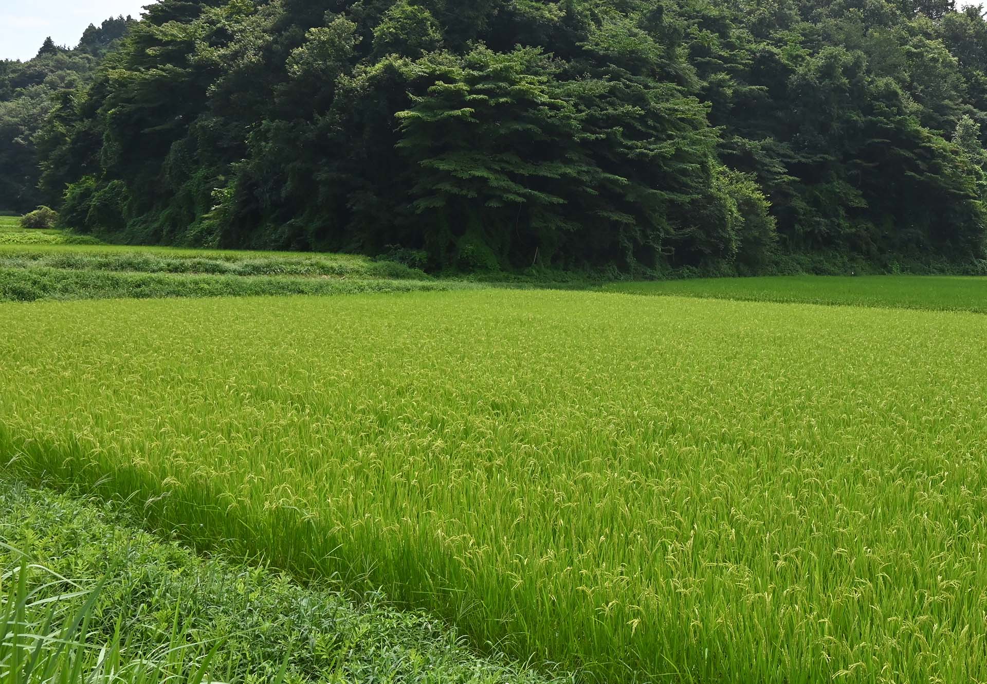 ふくしまの有機農産物